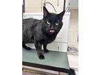 Kai, Domestic Shorthair For Adoption In Fruit Heights, Utah