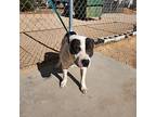 Axis, American Pit Bull Terrier For Adoption In California City, California