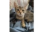 Bailey, Domestic Shorthair For Adoption In Shoreline, Washington