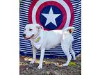 Blanca, Labrador Retriever For Adoption In Toney, Alabama