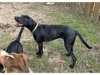 Cypress, Labrador Retriever For Adoption In Athens, Tennessee