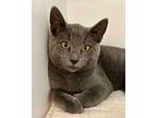 Southeast, Domestic Shorthair For Adoption In Novato, California