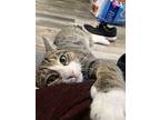 Albie, Domestic Shorthair For Adoption In Brooklyn, New York