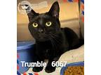 Trumble, Domestic Longhair For Adoption In Holly Springs, Georgia