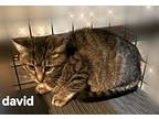 David (24-977), Domestic Shorthair For Adoption In Seven Valleys, Pennsylvania