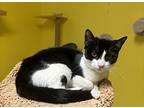 Penelope, Domestic Shorthair For Adoption In Santa Fe Springs, California