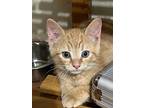 Garfield (mike Wazowski), Domestic Shorthair For Adoption In New Braunfels