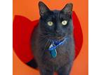 Taylor, Domestic Shorthair For Adoption In Port Washington, New York