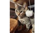 Wendelyn, Domestic Shorthair For Adoption In Cumberland, Maine