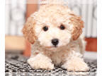 Maltipoo PUPPY FOR SALE ADN-846132 - Nugget Adorable Maltipoo