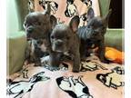 French Bulldog PUPPY FOR SALE ADN-846015 - AKC blue French bulldogs Available