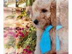 Goldendoodle PUPPY FOR SALE ADN-845995 - Boutique Designer Goldendoodle