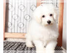 Bichon Frise PUPPY FOR SALE ADN-846130 - Jake Bichon Frise