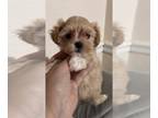 Maltipoo PUPPY FOR SALE ADN-846062 - Maltipoo