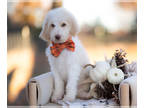 Goldendoodle PUPPY FOR SALE ADN-846093 - Frito Gold And White Male Bordoodle