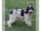 Poodle (Standard) PUPPY FOR SALE ADN-846037 - AKC Moyen Black and White Poodle