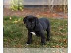 Cane Corso PUPPY FOR SALE ADN-846017 - AKC Cane Corso male puppy in Indiana