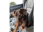 Shiloh, Doberman Pinscher For Adoption In Benbrook, Texas