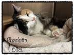 Charlotte, Domestic Longhair For Adoption In Holly Springs, Georgia