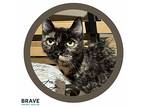 Wednesday, Domestic Shorthair For Adoption In Lincoln, Nebraska