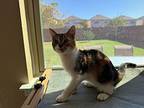 Callie, Calico For Adoption In San Antonio, Texas