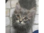 Peanut, Domestic Shorthair For Adoption In St. Petersburg, Florida