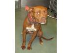 Jaqueline From State Farm, American Staffordshire Terrier For Adoption In