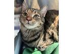 Cookie Crisp, Domestic Shorthair For Adoption In Seal Beach, California