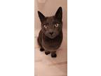 Squeaky Ernest, Domestic Shorthair For Adoption In Wheaton, Illinois