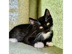 Guillermo, Domestic Shorthair For Adoption In Palatine, Illinois