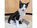 Happy, Domestic Mediumhair For Adoption In Rowlett, Texas