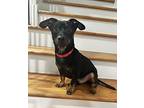 Paulie, Dachshund For Adoption In Reston, Virginia