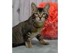 Reyna, Domestic Shorthair For Adoption In Roanoke, Texas