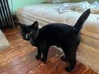 Manny, Domestic Shorthair For Adoption In Colmar, Pennsylvania