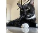 Misty, Domestic Shorthair For Adoption In Brooklyn, New York