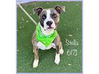 Stella (see Also Sky), American Staffordshire Terrier For Adoption In Holly