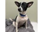 Tootsie, Rat Terrier For Adoption In Whitehall, Pennsylvania