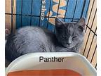 Panther (24-910), Domestic Shorthair For Adoption In Seven Valleys, Pennsylvania