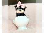 Yorkshire Terrier PUPPY FOR SALE ADN-846164 - Yorkies Biewer Yorkies Teacups